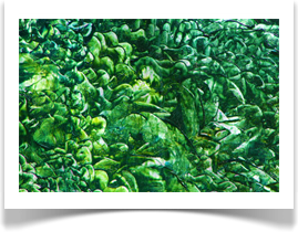 Daniel Pavon Cuellar Austin Texas